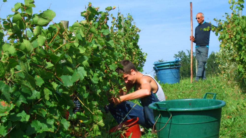 Vendanges monthoux 2014 38 