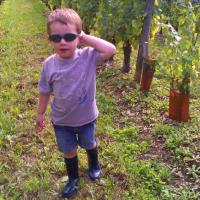 Vendanges monthoux 2014 4 