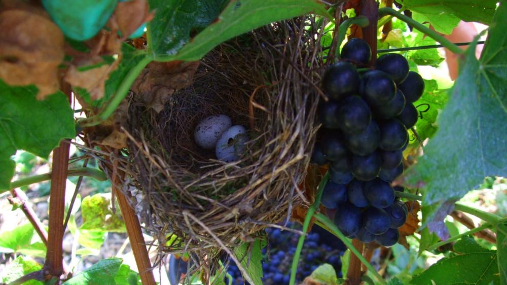 Vendanges monthoux 2014 40 