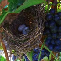 Vendanges monthoux 2014 40 