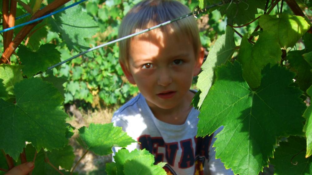 Vendanges monthoux 2014 41 