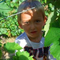 Vendanges monthoux 2014 41 