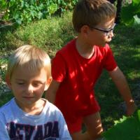 Vendanges monthoux 2014 42 