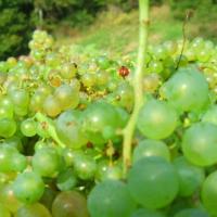 Vendanges monthoux 2014 43 