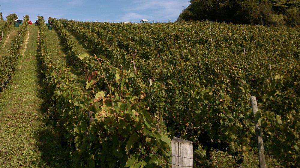 Vendanges monthoux 2014 44 