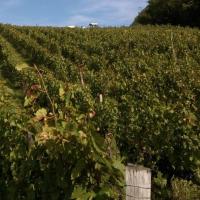 Vendanges monthoux 2014 44 