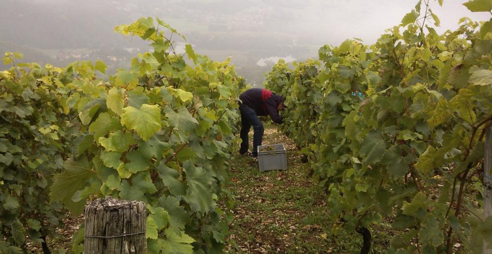 Vendanges monthoux 2014 46 