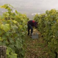 Vendanges monthoux 2014 46 