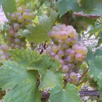 Vendanges monthoux 2014 47 