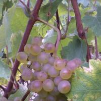 Vendanges monthoux 2014 48 