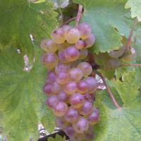 Vendanges monthoux 2014 49 