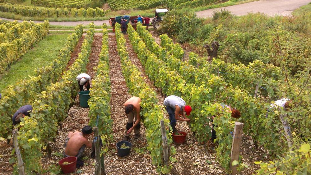 Vendanges monthoux 2014 5 