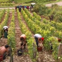 Vendanges monthoux 2014 5 