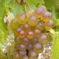 Vendanges monthoux 2014 50 