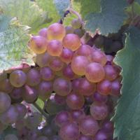Vendanges monthoux 2014 51 