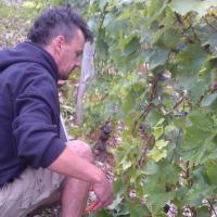 Vendanges monthoux 2014 52 
