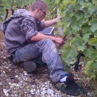 Vendanges monthoux 2014 53 