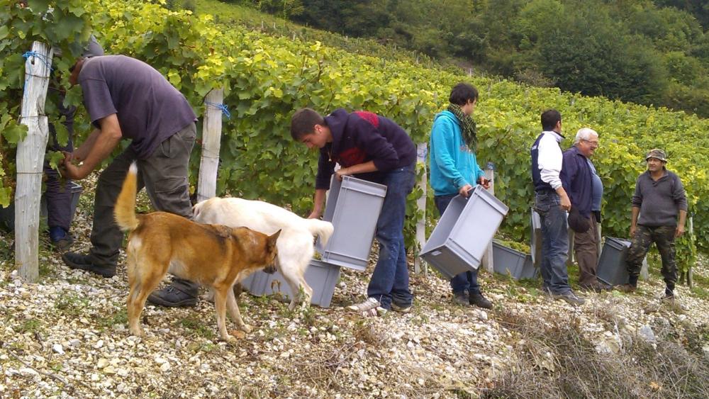 Vendanges monthoux 2014 54 