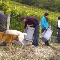 Vendanges monthoux 2014 54 