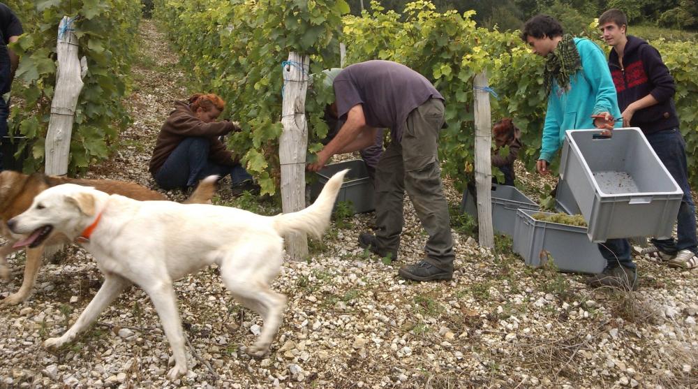 Vendanges monthoux 2014 55 