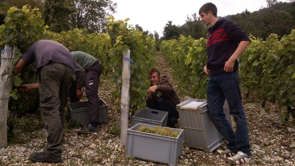 Vendanges monthoux 2014 56 