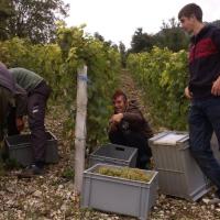 Vendanges monthoux 2014 56 
