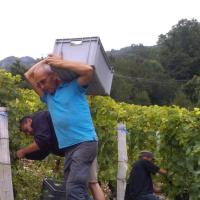 Vendanges monthoux 2014 58 