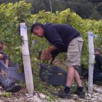 Vendanges monthoux 2014 59 