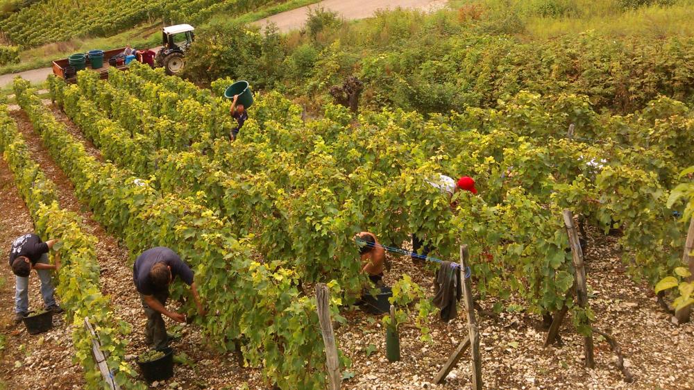 Vendanges monthoux 2014 6 