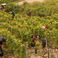 Vendanges monthoux 2014 6 
