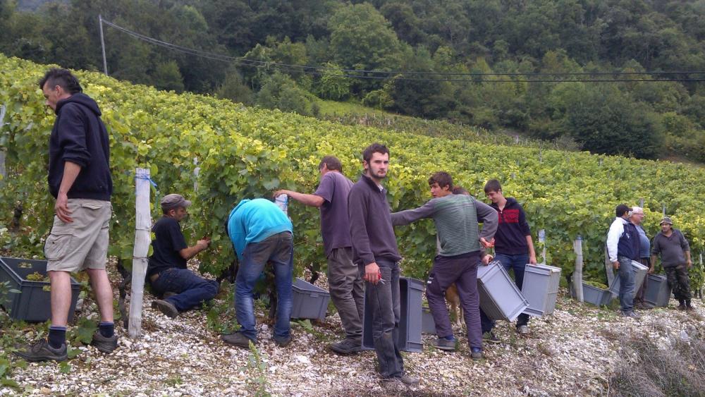 Vendanges monthoux 2014 60 