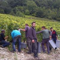 Vendanges monthoux 2014 60 
