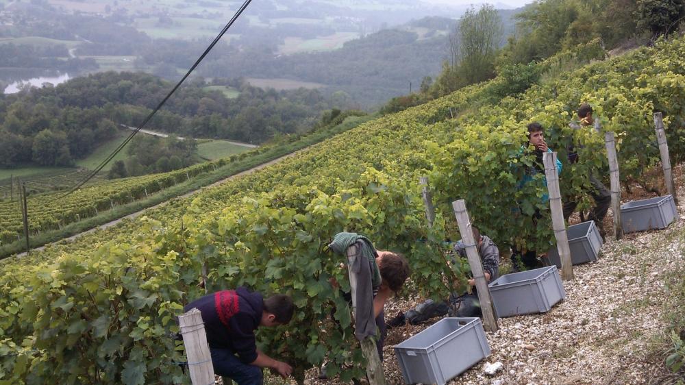 Vendanges monthoux 2014 61 