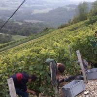 Vendanges monthoux 2014 61 