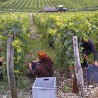 Vendanges monthoux 2014 62 