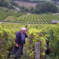 Vendanges monthoux 2014 63 