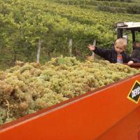 Vendanges monthoux 2014 64 