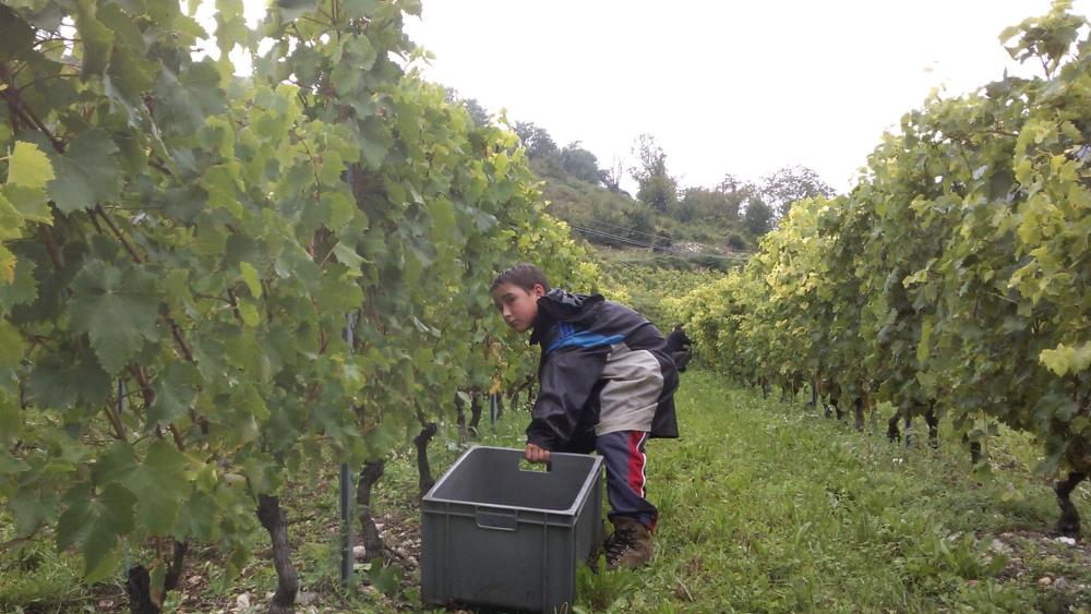 Vendanges monthoux 2014 65 