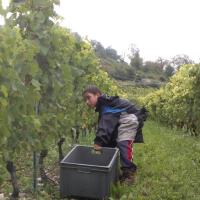 Vendanges monthoux 2014 65 