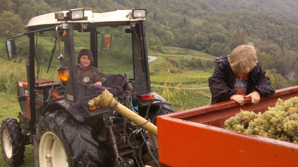 Vendanges monthoux 2014 67 