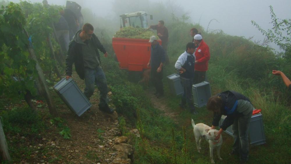 Vendanges monthoux 2014 68 