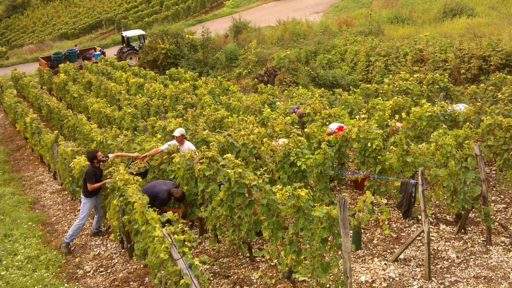 Vendanges monthoux 2014 7 