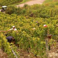 Vendanges monthoux 2014 7 