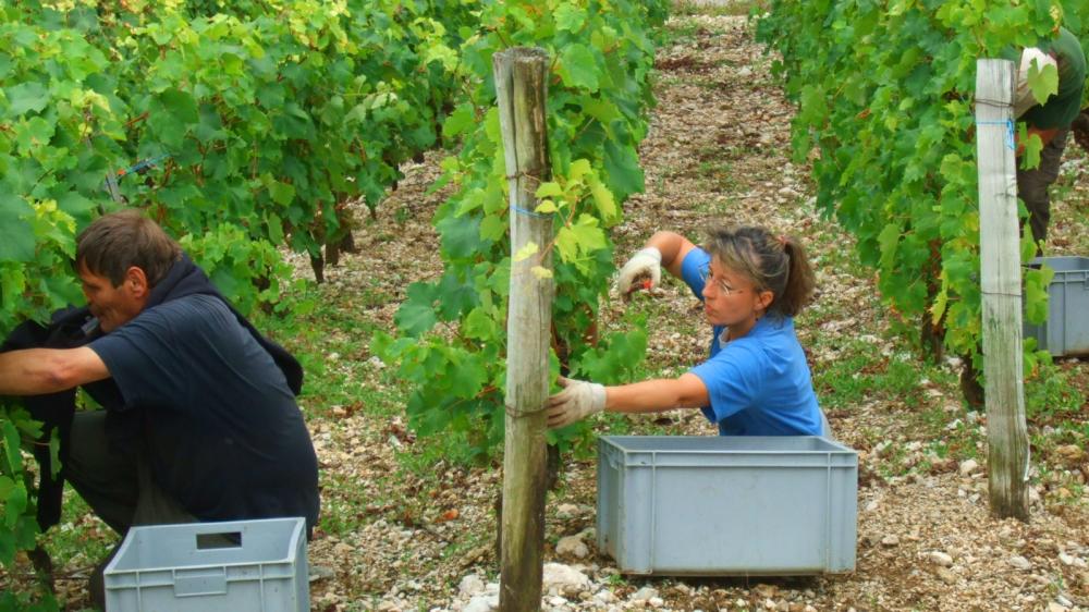 Vendanges monthoux 2014 70 