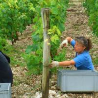 Vendanges monthoux 2014 70 
