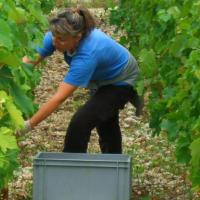 Vendanges monthoux 2014 71 