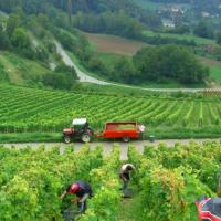 Vendanges monthoux 2014 72 