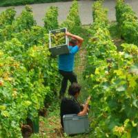 Vendanges monthoux 2014 73 