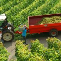 Vendanges monthoux 2014 74 