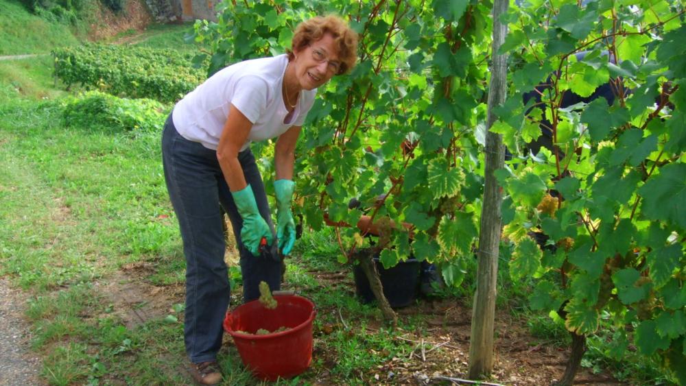 Vendanges monthoux 2014 75 